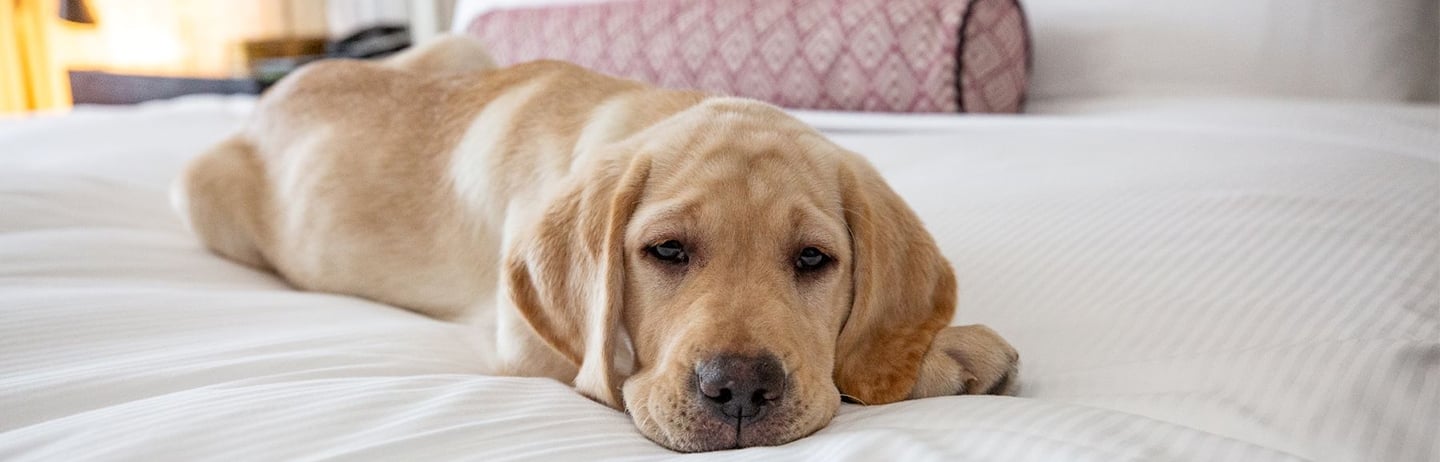 golden retriever laying on a bed