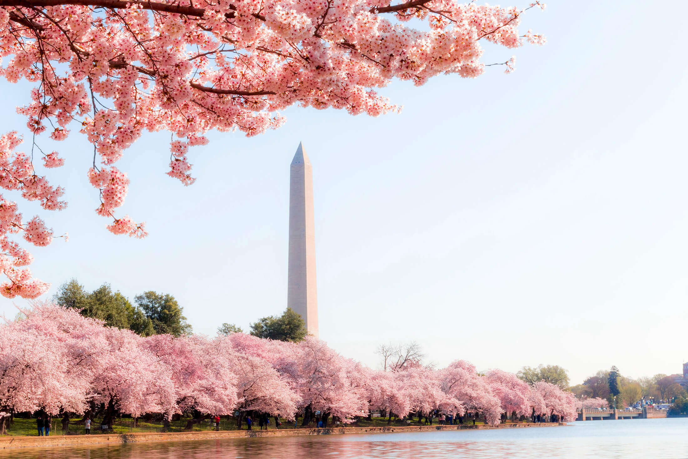 The Washington Monument lined with cherry trees in full pink blossom.