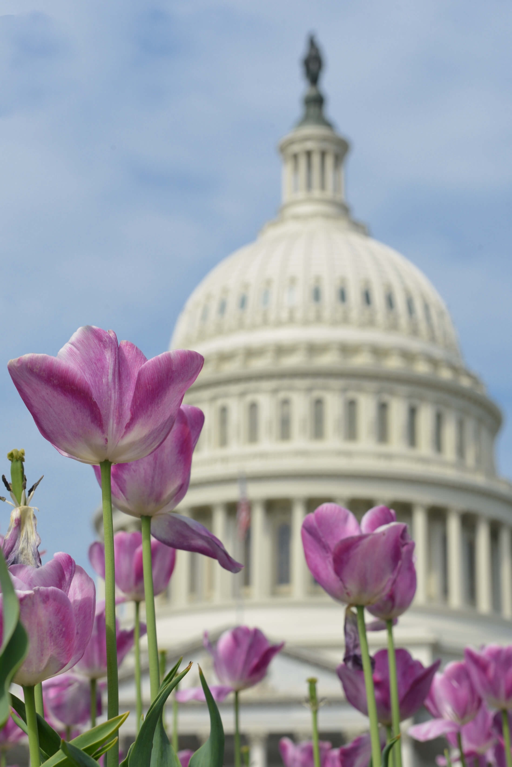 The United States Capitol Building with purple flowers in the forefront