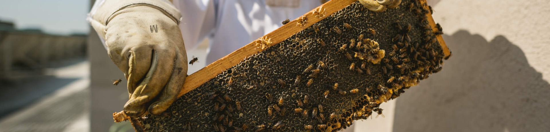 A beekeeper holding up a honeycomb