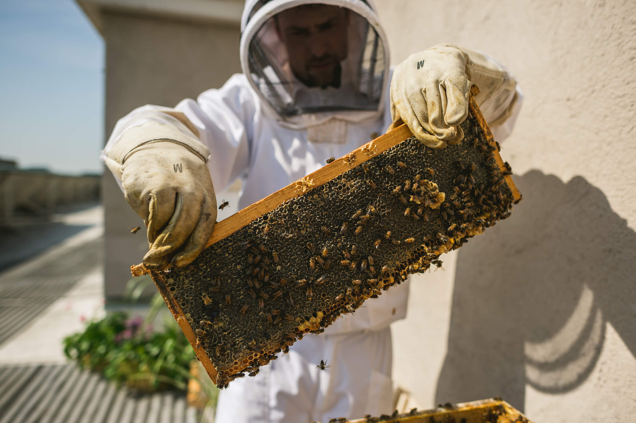 A beekeeper holding up a honeycomb