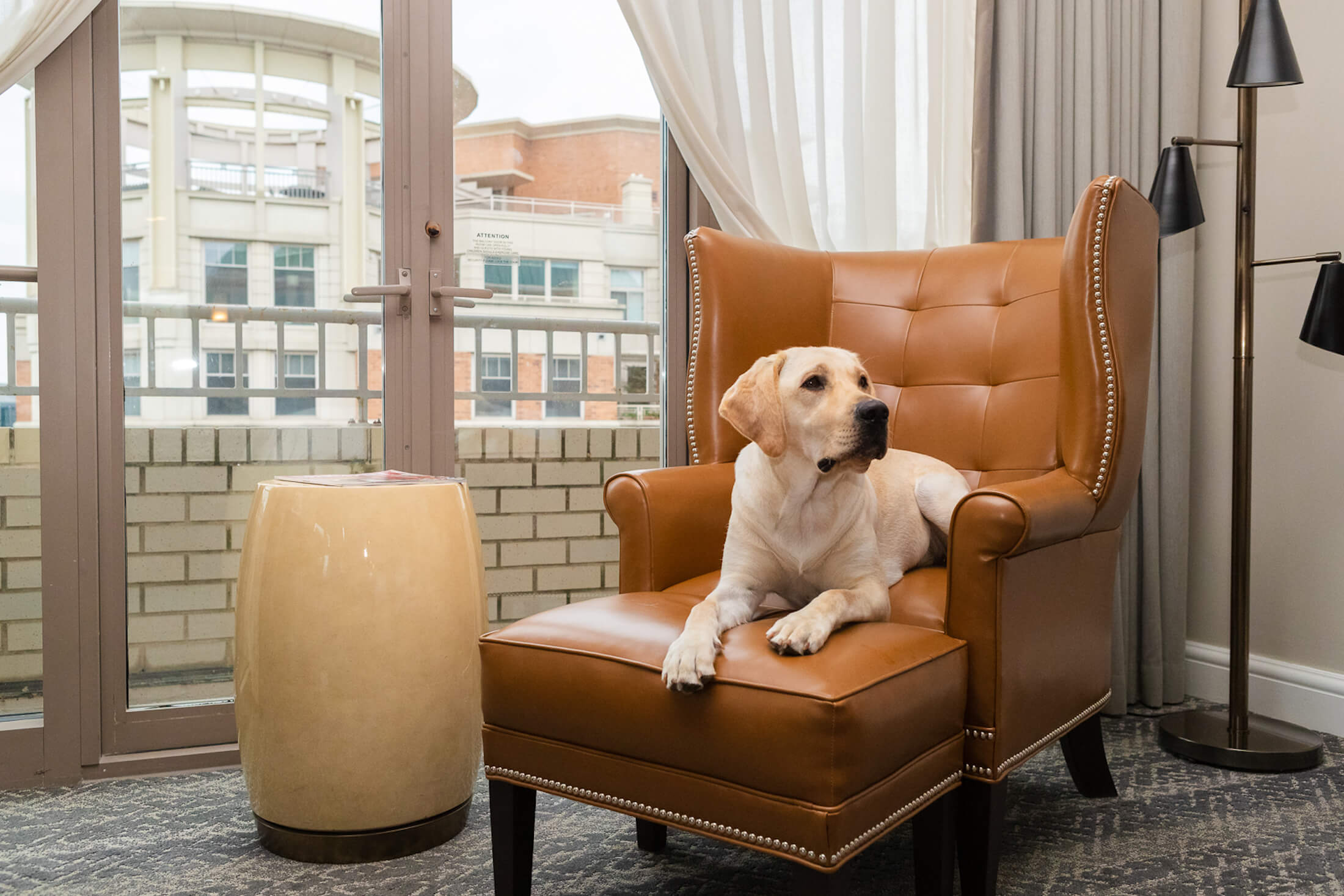 A yellow lab lying on a brown leather arm chair and ottoman.
