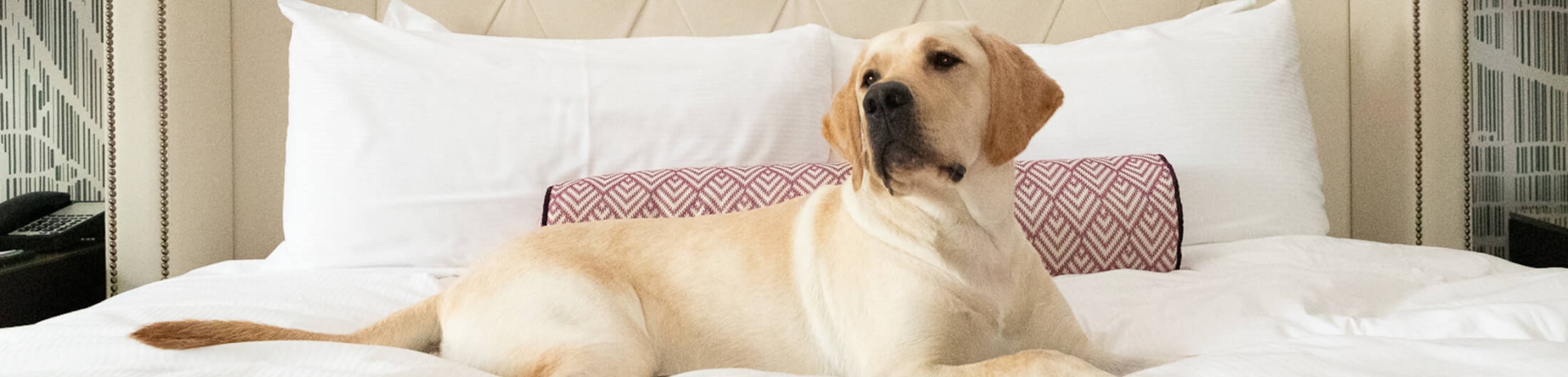 A yellow lab stretched out on a bed in a fancy hotel room.