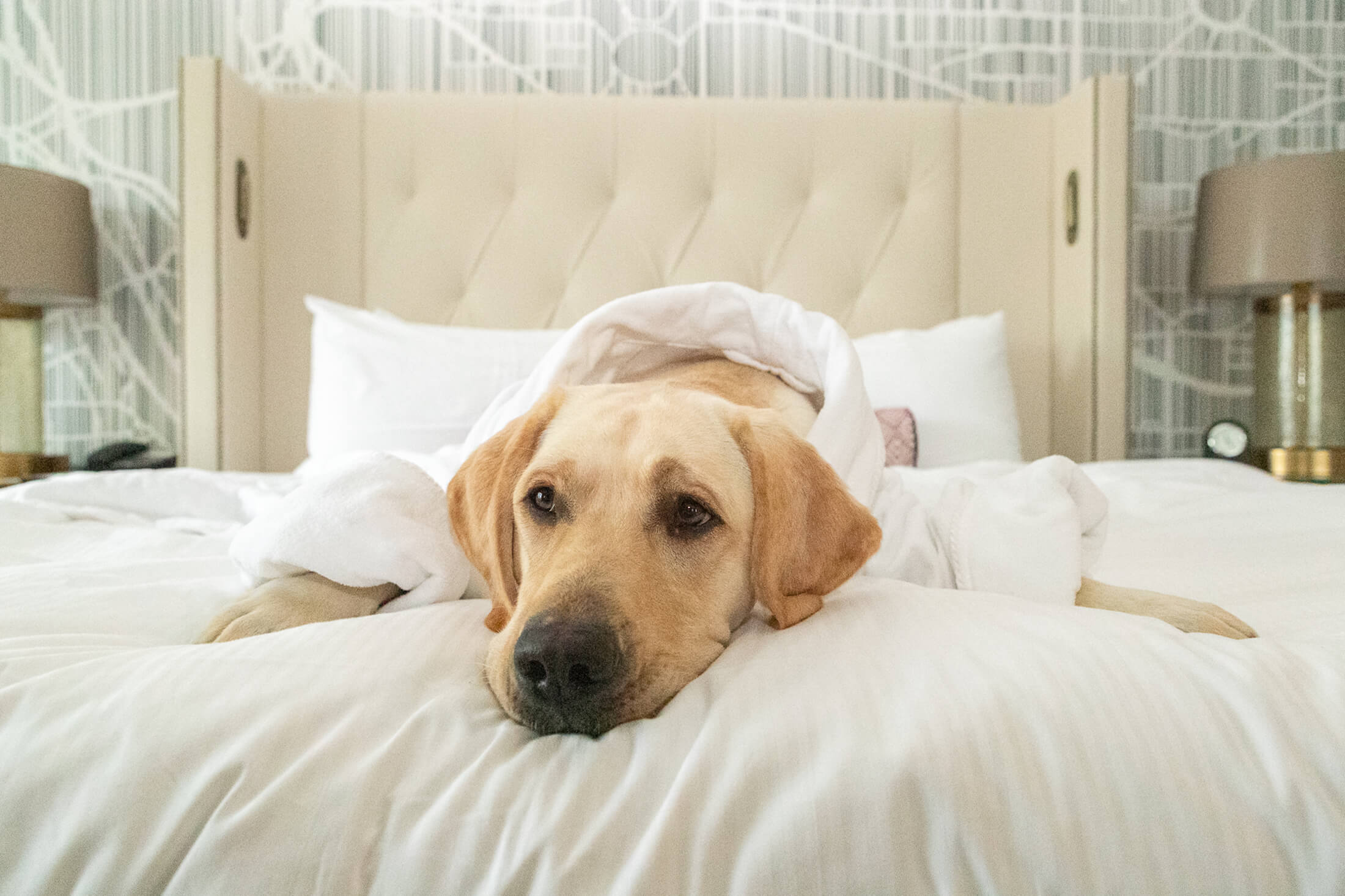 A yellow lab in a white robe lying on a bed in a hotel room.