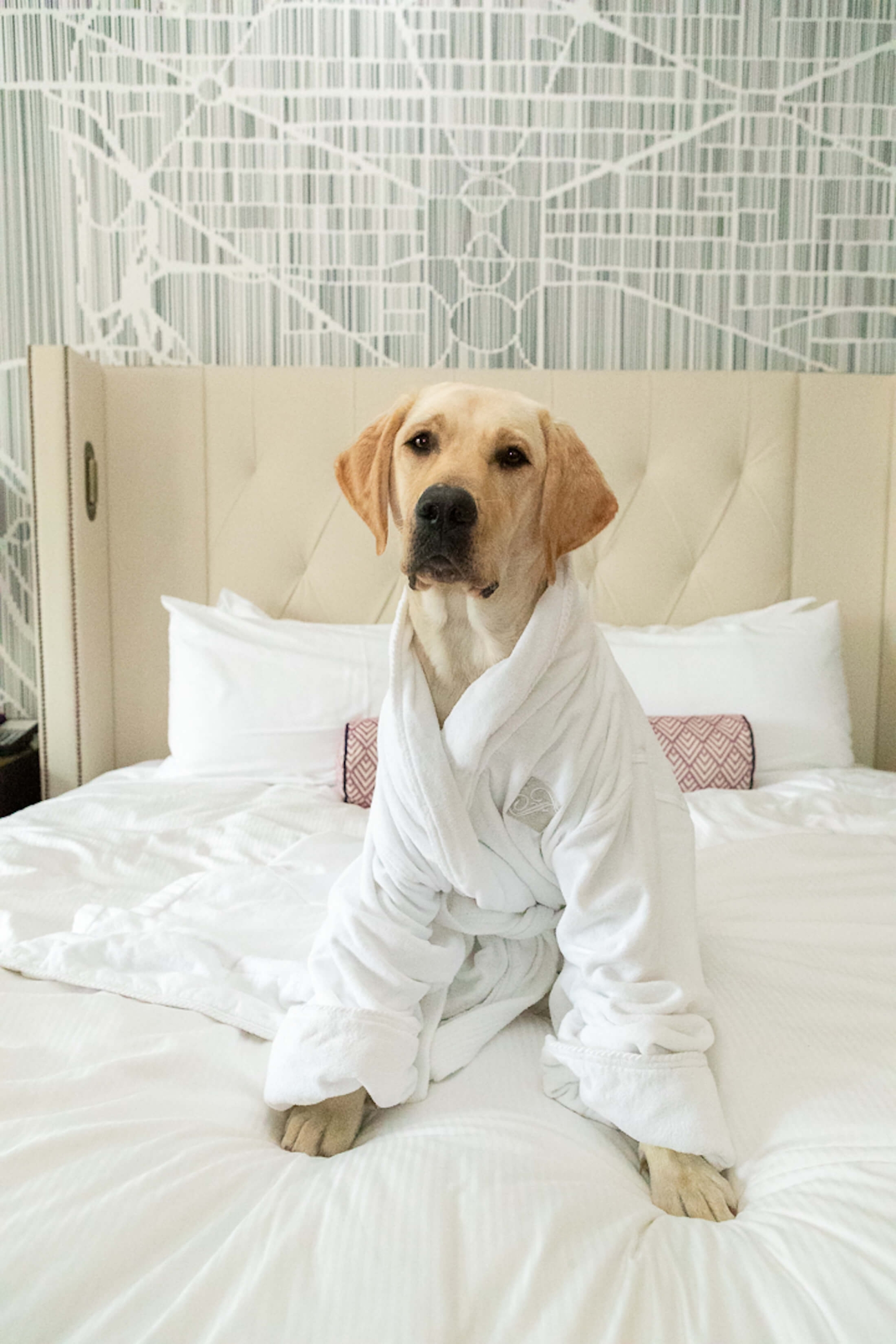 A golden lab on a hotel bed in a white robe.