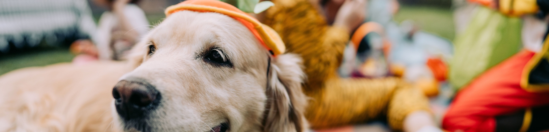 Dog dressed for Halloween