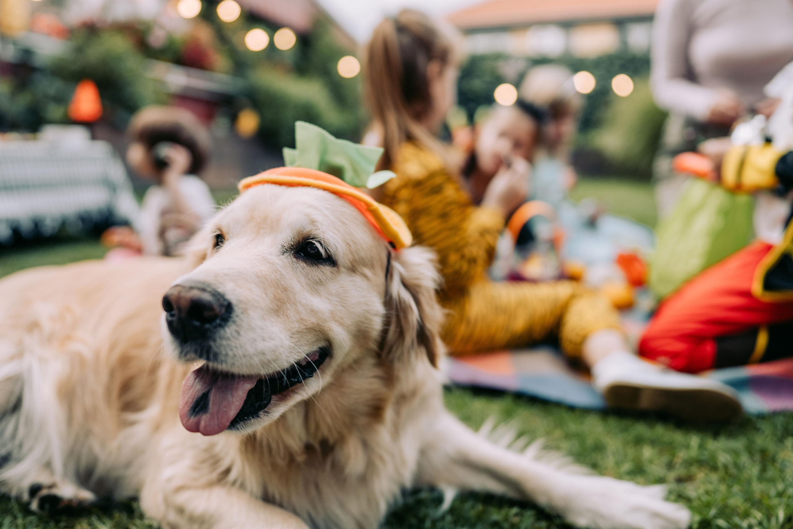 Dog dressed for Halloween